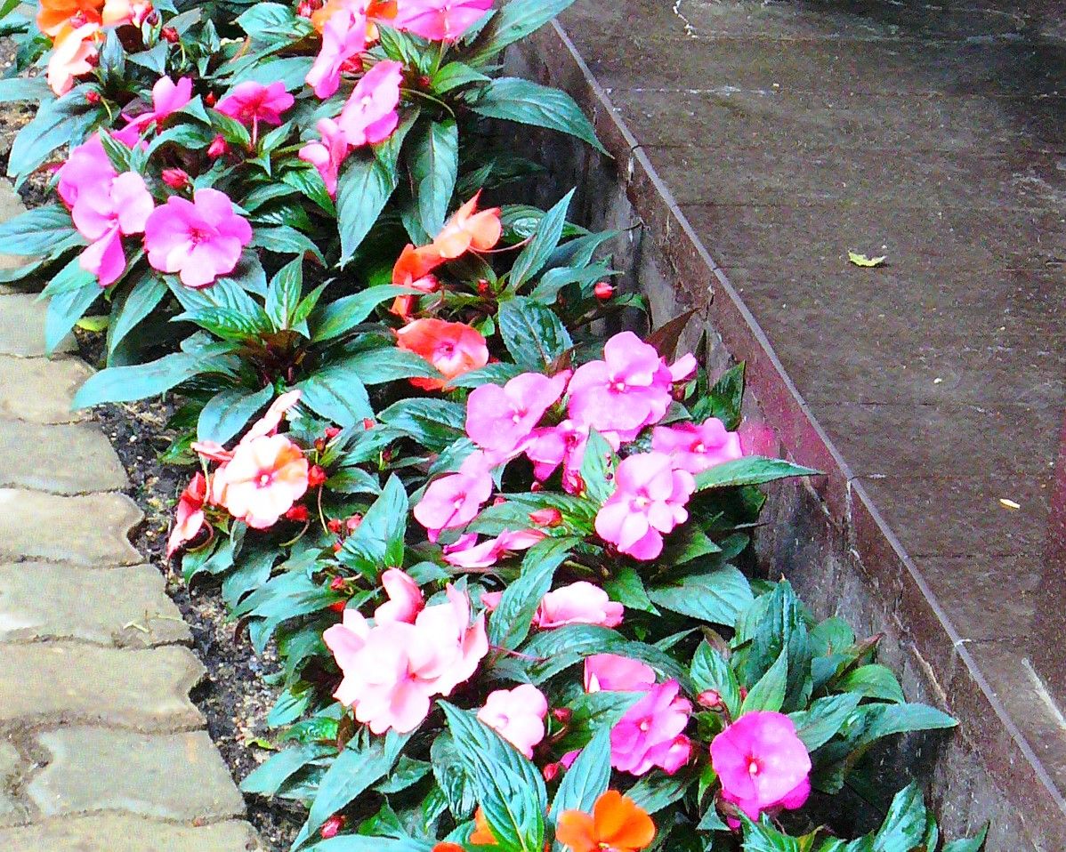 Проект Жуковка